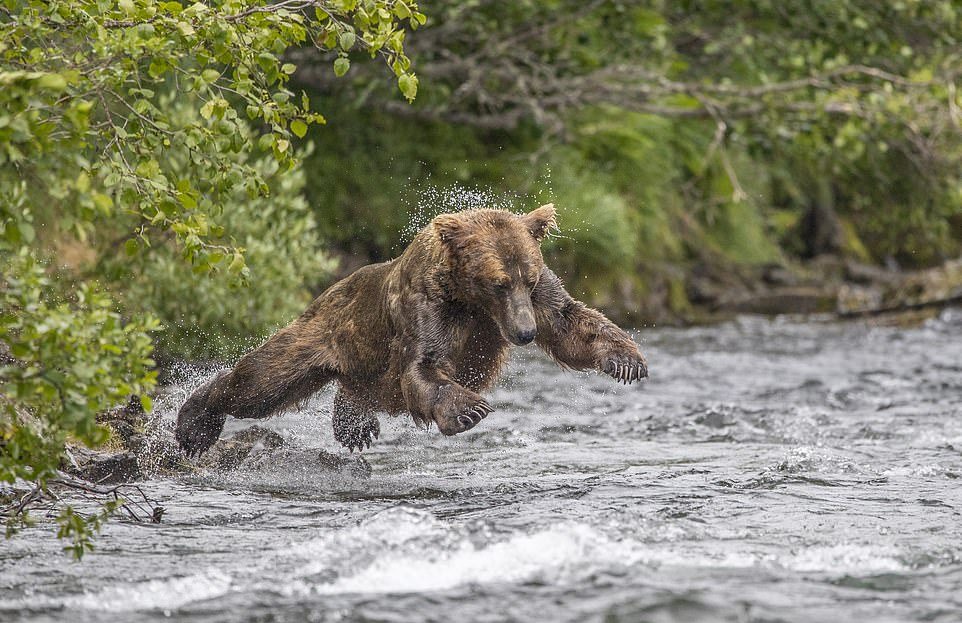 Медведь на реке фото