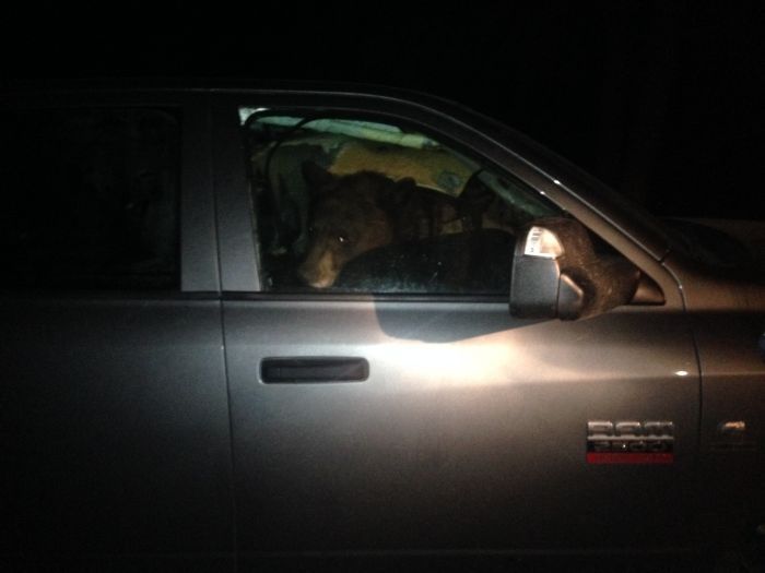 Чтобы заснуть в автомобиле, медведям приходится долго наводить в салоне порядок