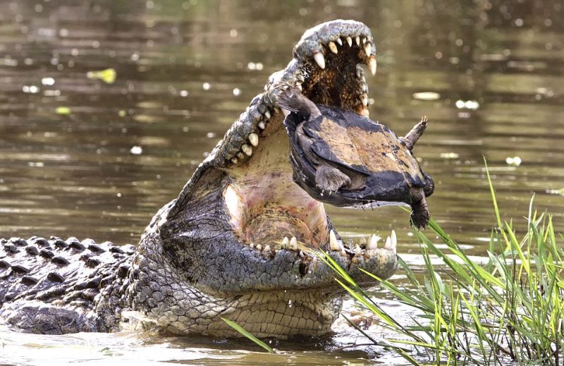 Водяная черепаха практически стала завтраком крокодила