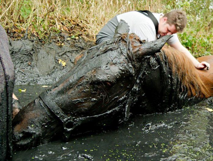 Достать лошадь из болота