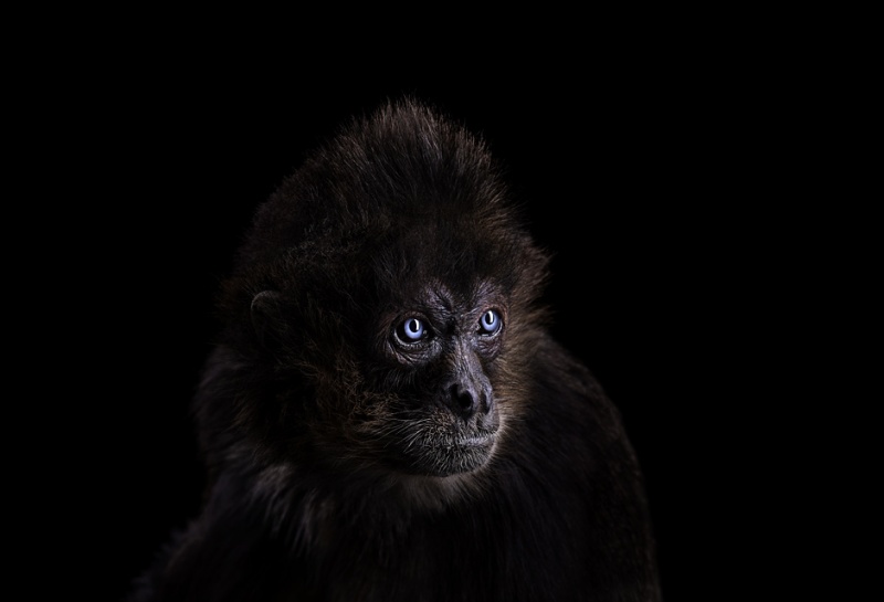 Портреты диких животных от фотографа Брэда Уилсона