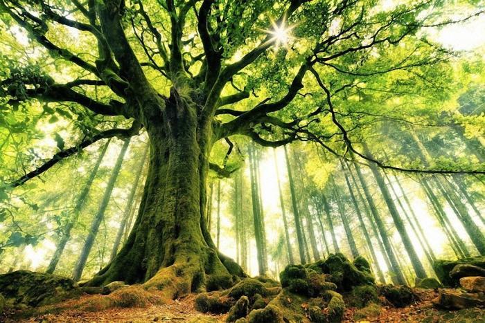 Необычные деревья мира