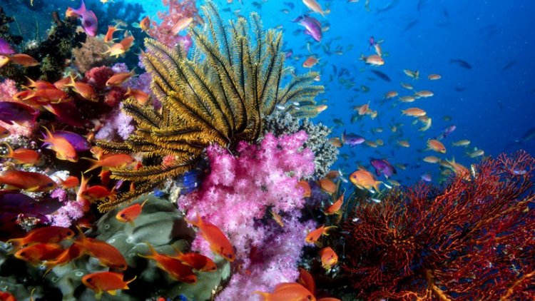 В мире кораллового рифа