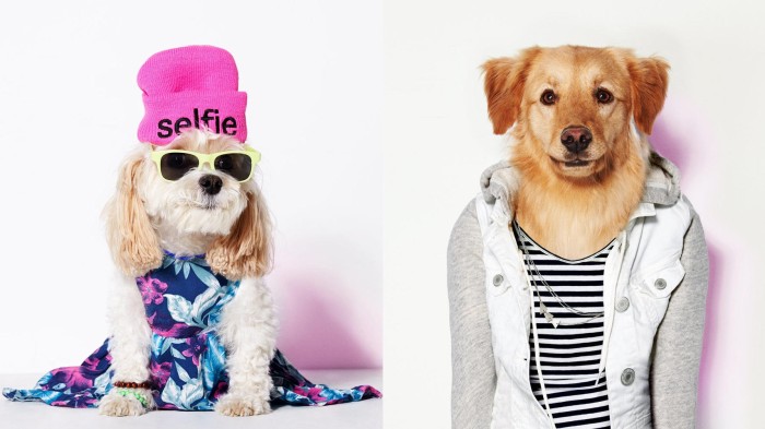 Коллекция одежды для собак-модников