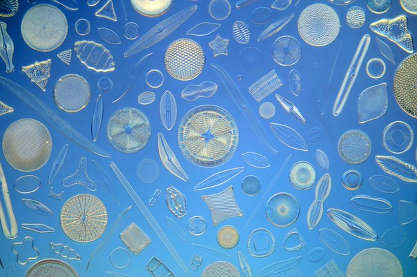 Микроскопические узоры из водорослей