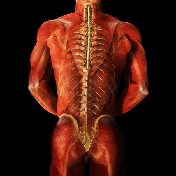 Впечатляющие изображения человеческого тела