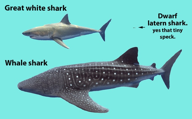 Интересные факты об акулах