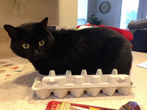 Кошки и коробки для яиц