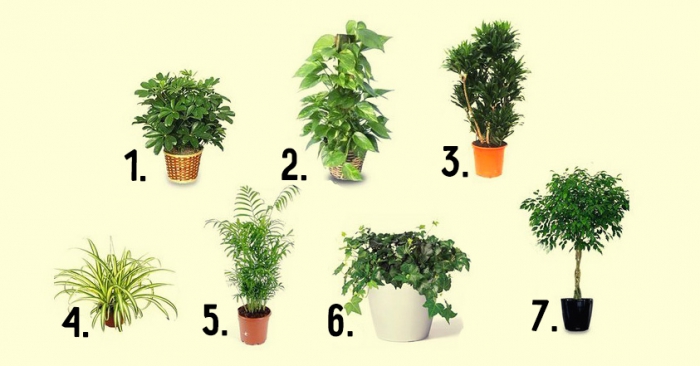 Лучшие 7 растений для очистки воздуха внутри помещения