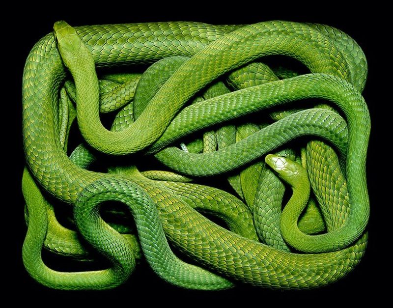 Природная красота змей в объективе Гвидо Мокафико