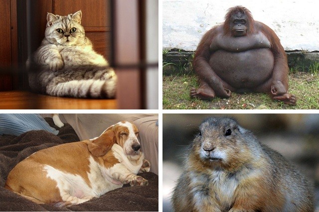 Некоторым животным не помешает похудеть