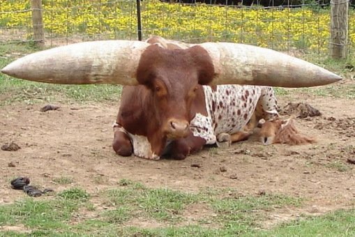 10 редких и необычных пород коров