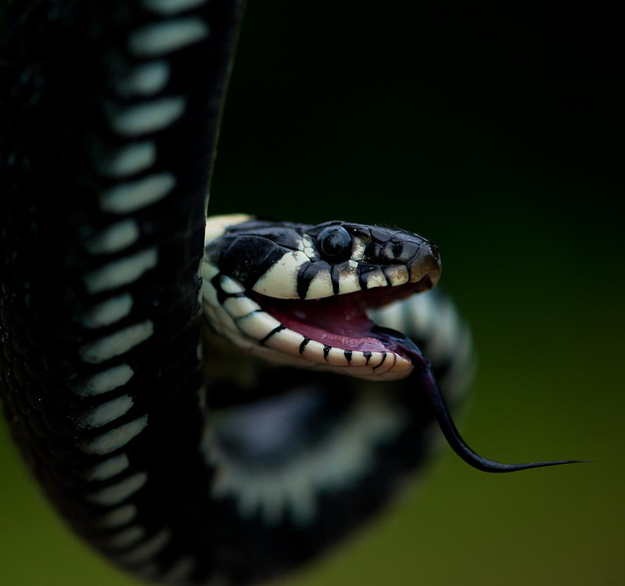 Потрясающие портреты змей
