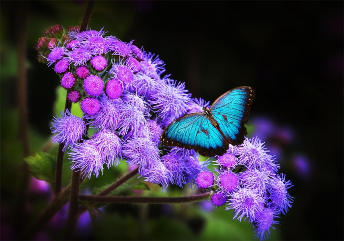 Разнообразие и красота бабочек на фотографиях