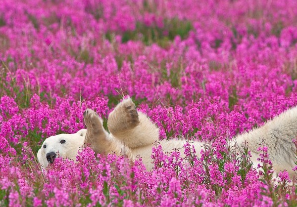Белые медведи в бескрайних зарослях иван-чая