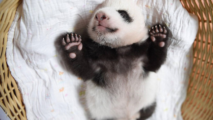 Новорожденные детеныши панд в китайском научном центре