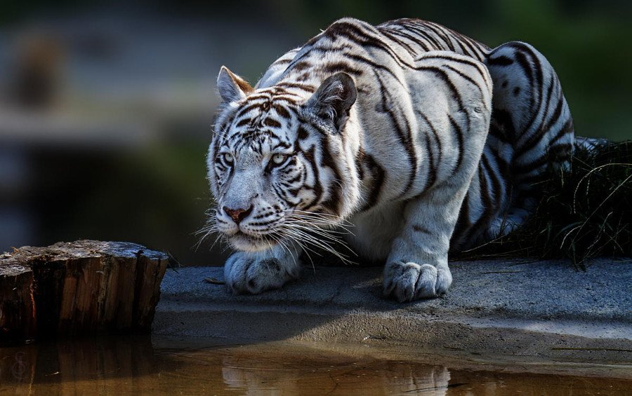 Тигры на потрясающих фотографиях