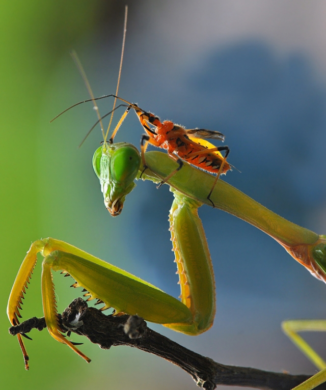 Взаимоотношения насекомых на макрофотографиях Нордина Серайана