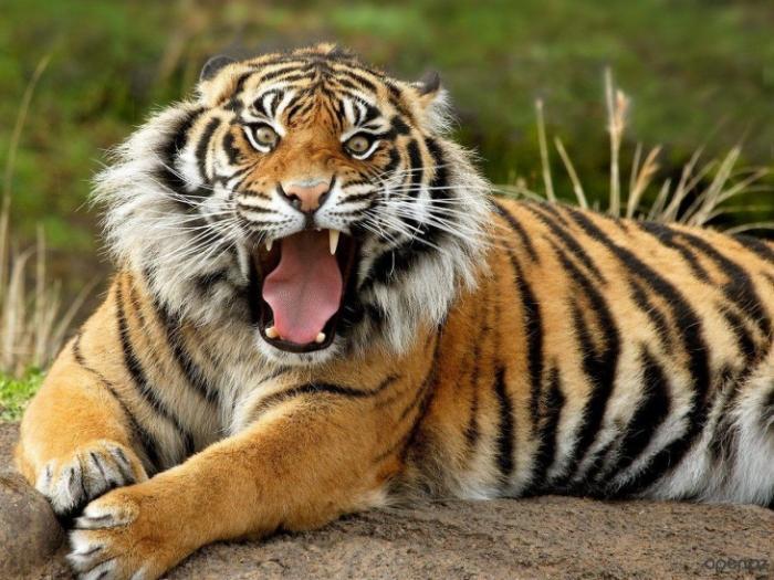 Интересные факты о тиграх