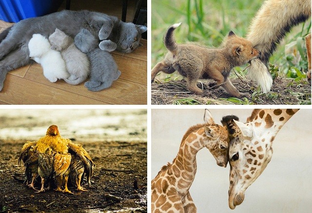 Мамы и их детки из мира животных