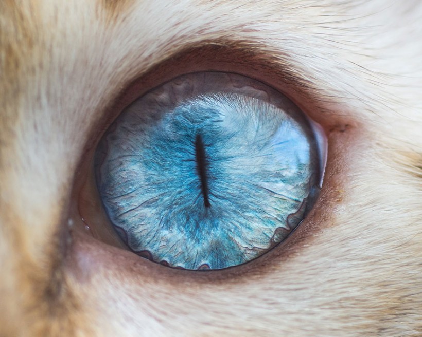 Уникальную макрофотографии кошачьих глаз