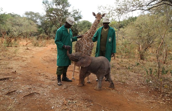 В Кении детеныш жирафа дружит со слоненком