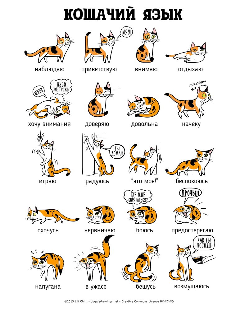 Язык тела кошек и собак на иллюстрациях Лили Чин