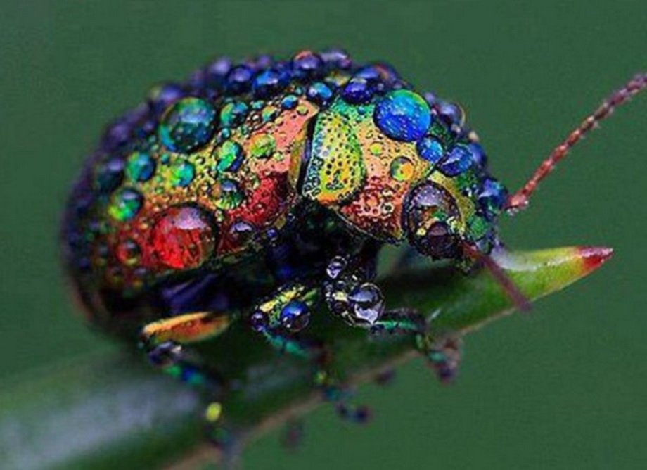 10 разноцветных животных с радужной окраской