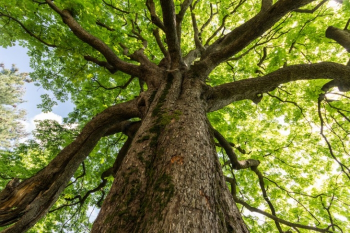 Интересные факты о деревьях