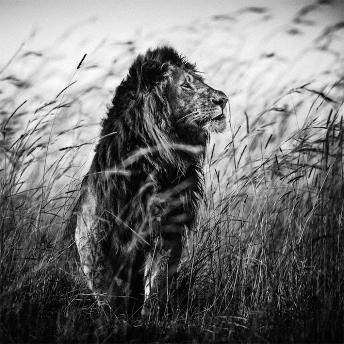 Яркие портреты обитателей дикой природы Африки