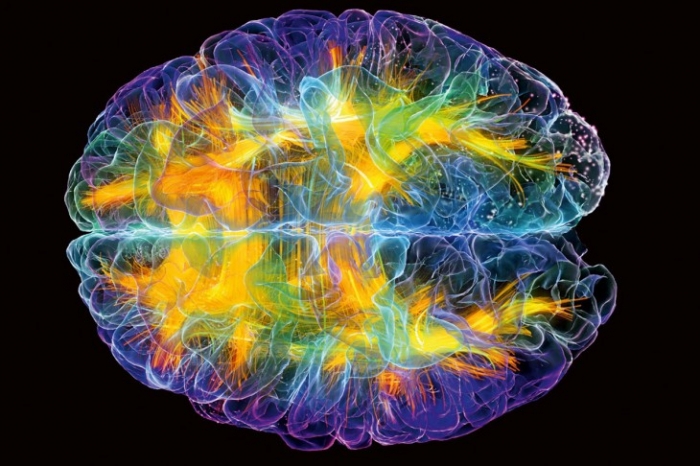5 интересных фактов о мозге