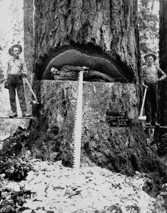 Американские лесорубы конца XIX — начала XX века