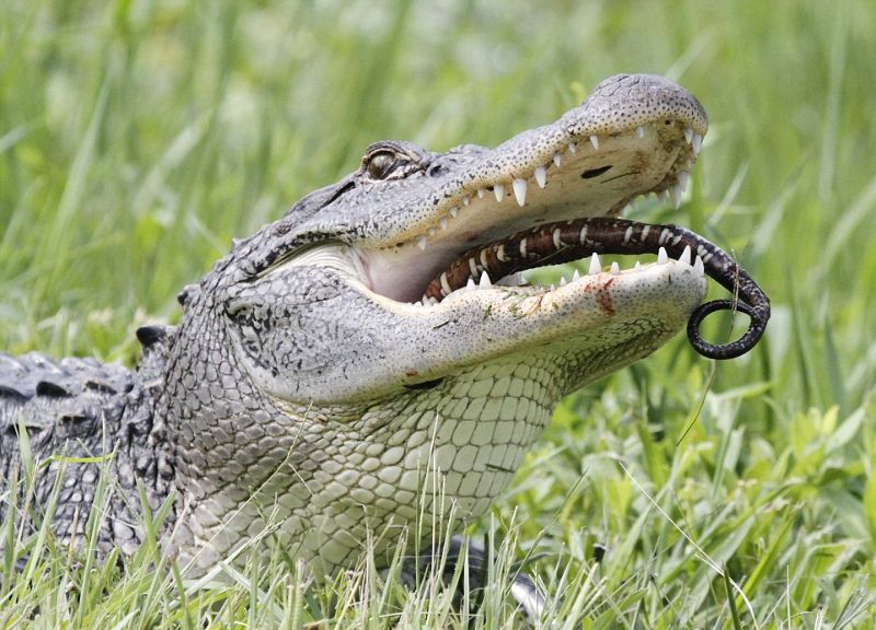 Голодному крокодилу черепаха и змея — на один зуб