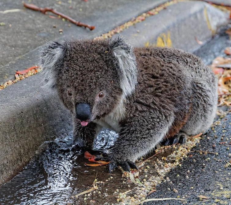 Спасти коалу от рождественской жары — долг любого австралийца