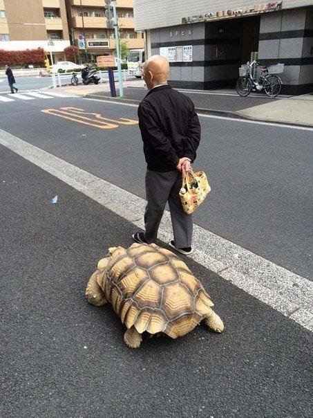 Мужчина выгуливает свою черепаху