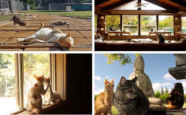 В этом удивительном доме дружно живут более 700 кошек