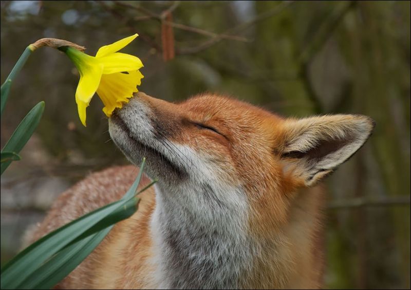 Животные любят цветы