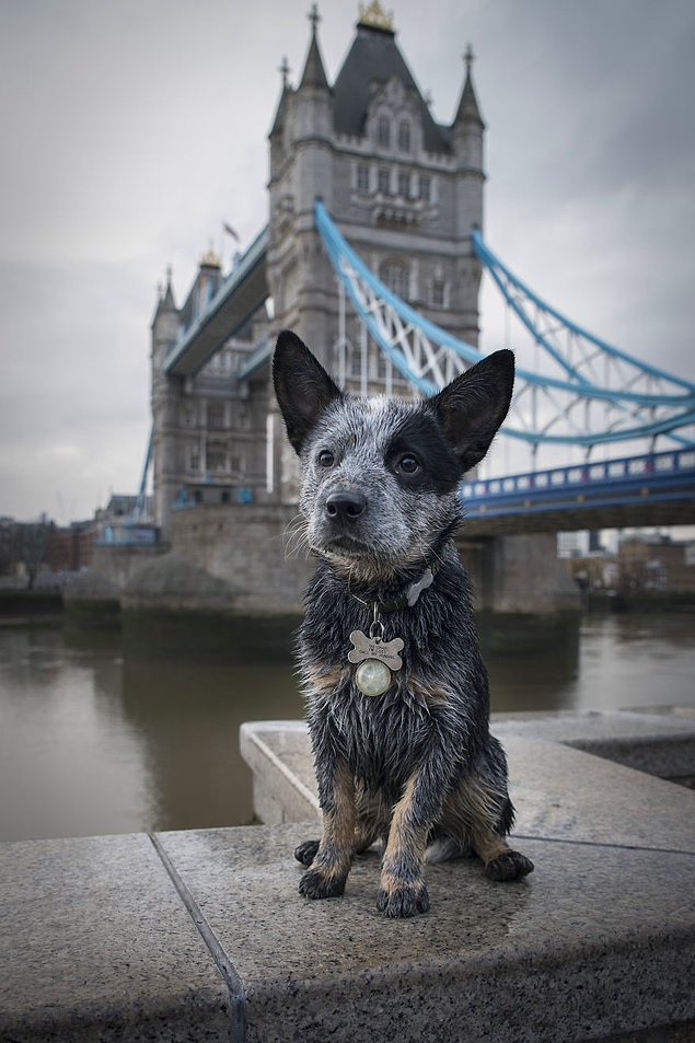 Жизнь лондонского пса Руперта