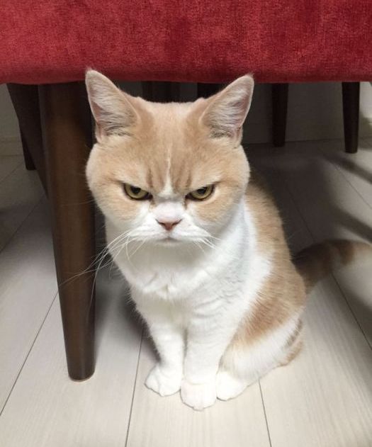 Коюки — новый хмурый кот, который покорил пользователей сети