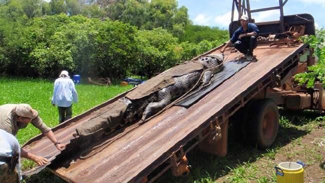 В Австралии рыбаки поймали гигантского крокодила