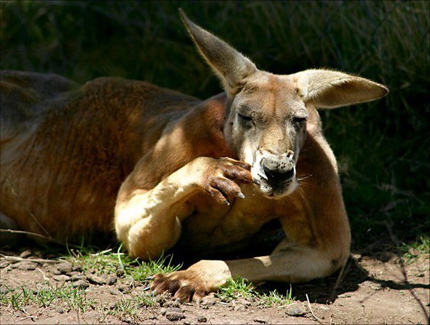 17 интересных фактов о кенгуру