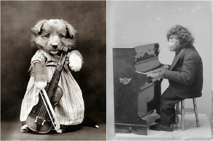 20 шуточных фотографий из прошлого, на которых животные музицируют