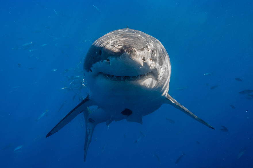 Фотограф Джордж Пробст и стереотипы о белых акулах