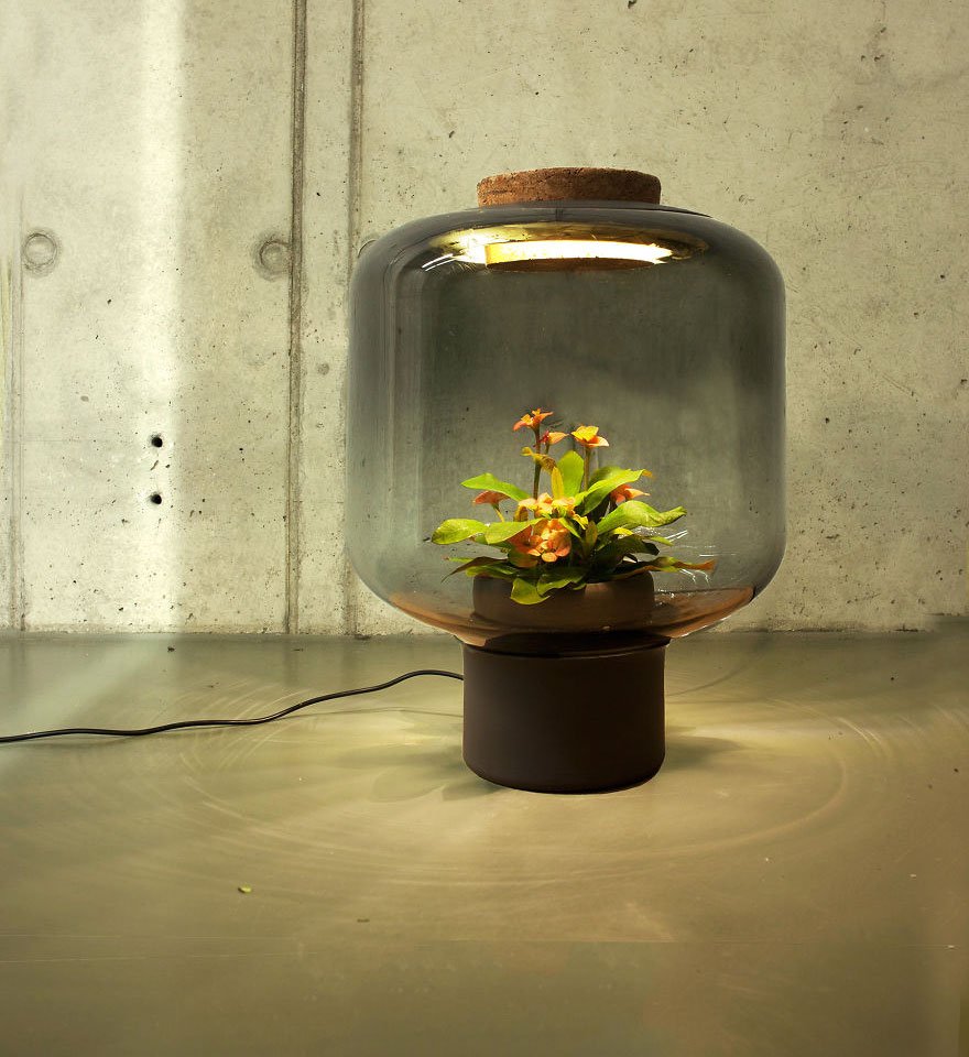 Лампы с растениями, растущими без участия человека