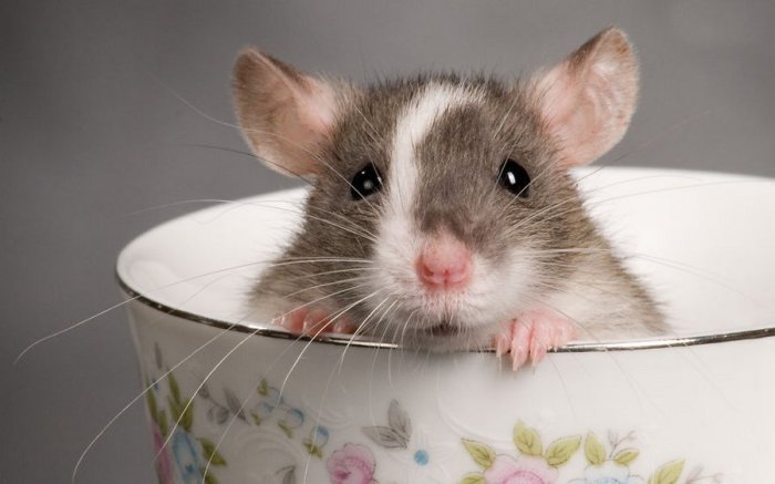 25 увлекательных фотофактов о крысах