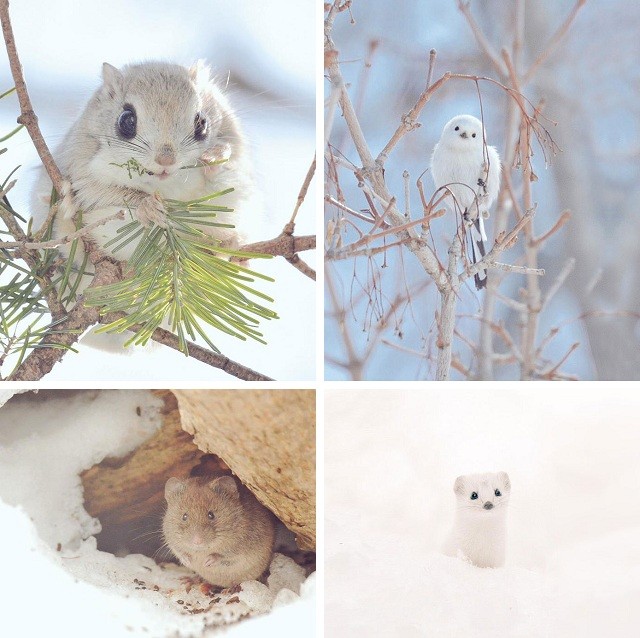 7 милых животных с острова Хоккайдо