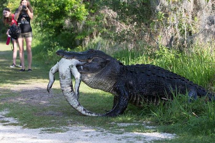 Обычное явление в мире крокодилов
