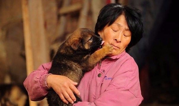 Женщина выкупила сотню собак со скотобойни в Китае