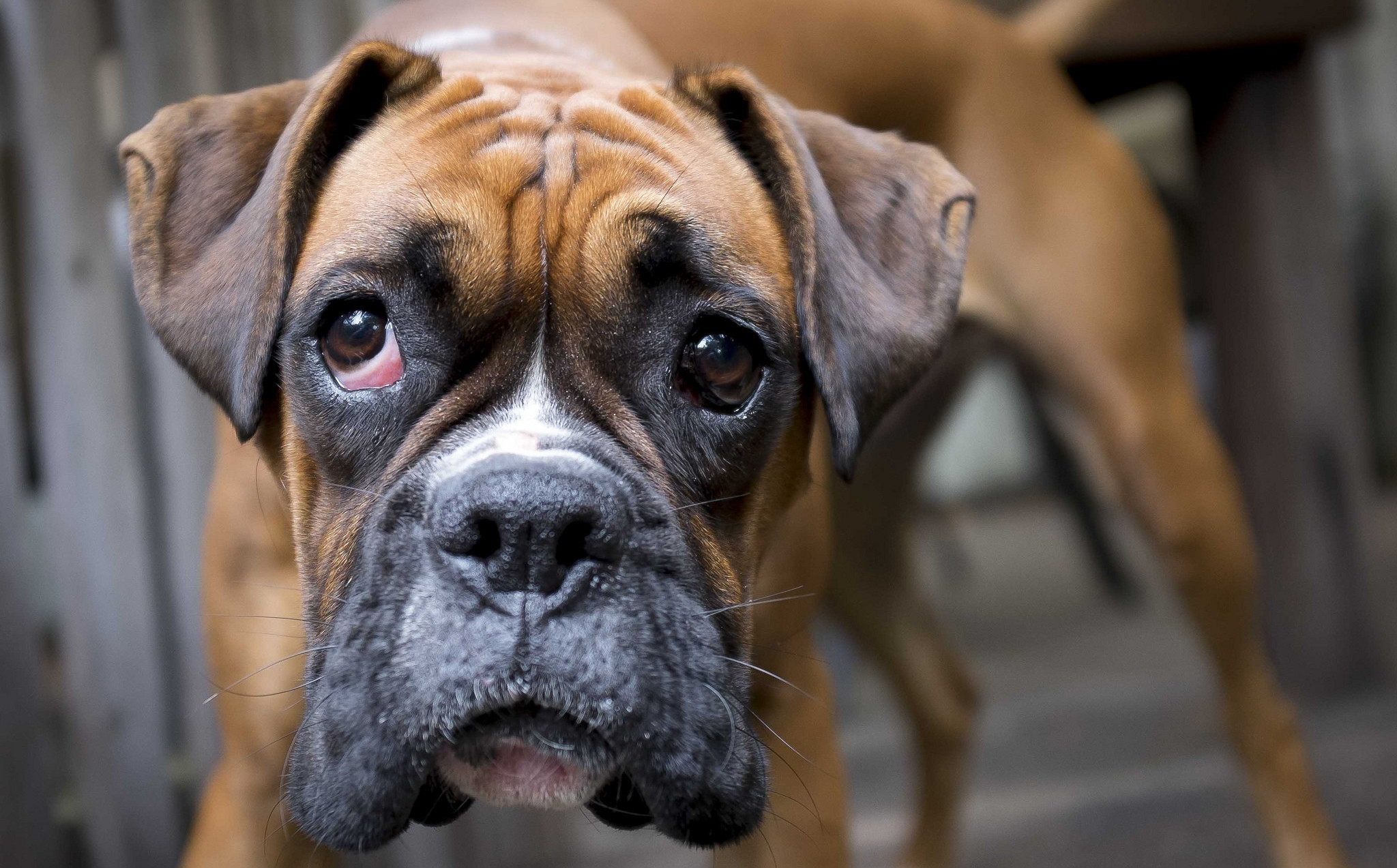 5 фактов о собаках и их отношении к человеку