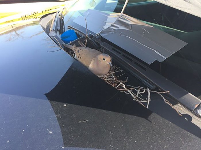 Горлица устроила гнездо на полицейском автомобиле